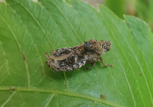 Hylica paradoxa