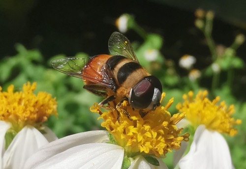 Phytomia argyrocephala