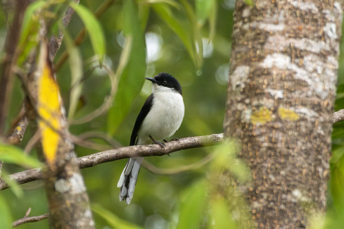 นกหางรำดำ · Black-backed Sibia · Heterophasia melanoleuca