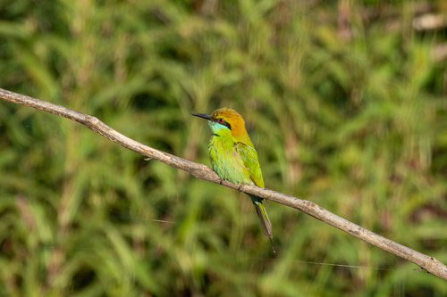 นกจาบคาเล็ก · Asian Green Bee-eater · Merops orientalis