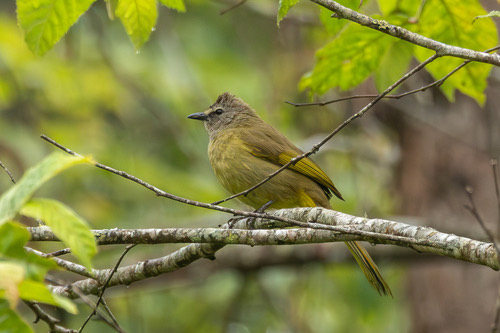 นกปรอดหัวตาขาว · Flavescent Bulbul · Pycnonotus flavescens