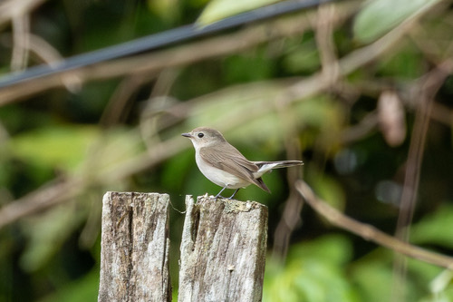 นกจับแมลงคอแดง · Taiga Flycatcher · Ficedula albicilla