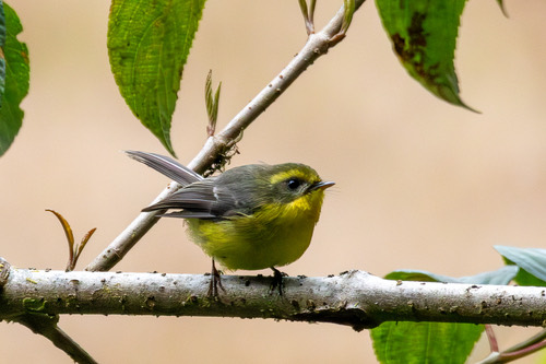 นกอีแพรดท้องเหลือง · Yellow-bellied Fairy-Fantail · Chelidorhynx hypoxanthus