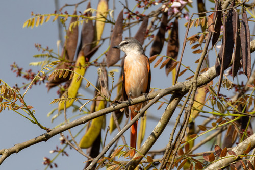 นกพญาไฟสีกุหลาบ · Rosy Minivet · Pericrocotus roseus