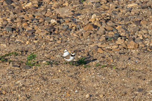 นกหัวโตเล็กขาเหลือง · Little Ringed Plover · Thinornis dubius
