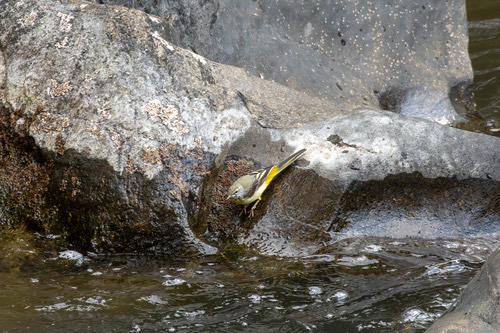 นกเด้าลมหลังเทา · Grey Wagtail · Motacilla cinerea