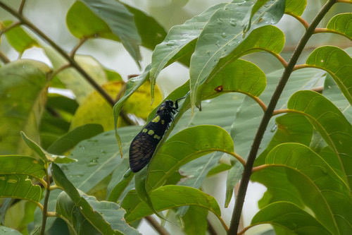 Speckled Black Cicada · Gaeana maculata
