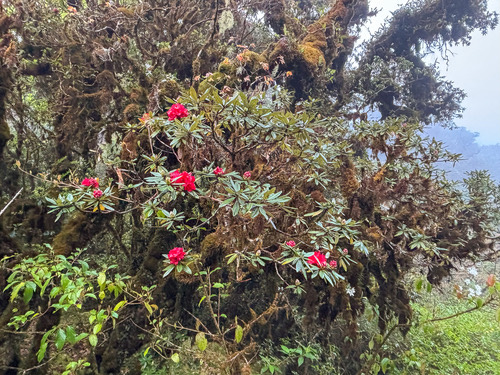 Rhododendron delavayi