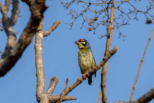 นกตีทอง · Coppersmith Barbet · Psilopogon haemacephalus