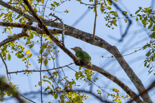 นกโพระดกธรรมดา · Lineated Barbet · Psilopogon lineatus