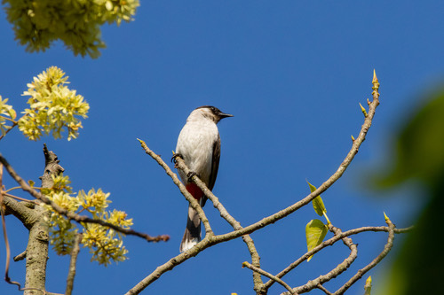 นกปรอดหัวสีเขม่า · Sooty-headed Bulbul · Pycnonotus aurigaster