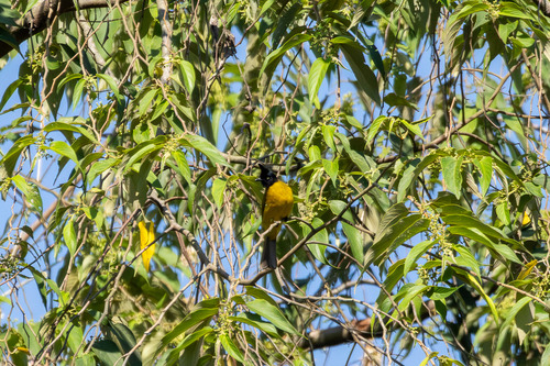 นกปรอดเหลืองหัวจุก · Black-crested Bulbul · Rubigula flaviventris