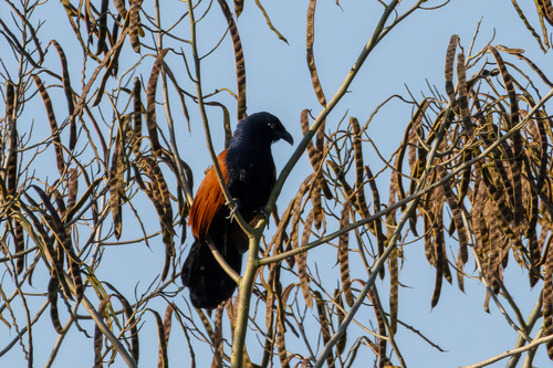 นกกระปูดใหญ่ · Greater Coucal · Centropus sinensis