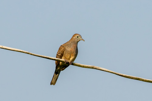 นกเขาชวา · Zebra Dove · Geopelia striata