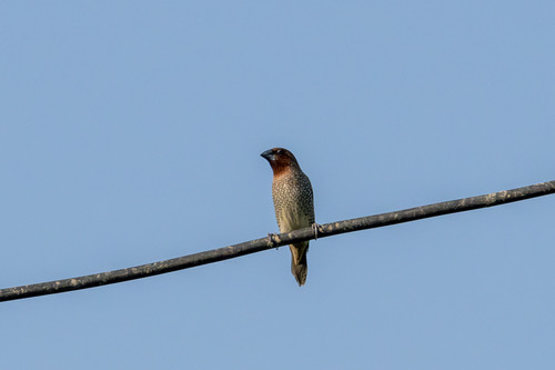 นกกระติ๊ดขี้หมู · Scaly-breasted Munia · Lonchura punctulata