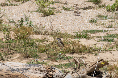 นกอีเสือสีน้ำตาล · Brown Shrike · Lanius cristatus