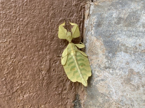 แมลงใบไม้เล็กลำพูน · Westwood's Leaf Insect · Cryptophyllium westwoodii