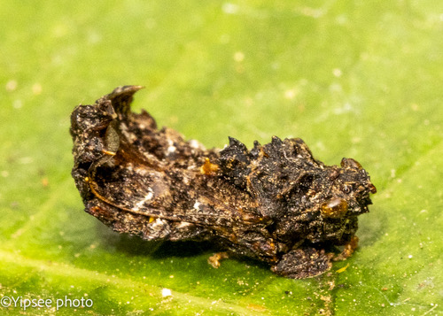 Hylica paradoxa