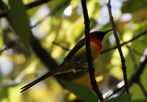 นกกินปลีหางยาวคอสีฟ้า · Mrs. Gould's Sunbird · Aethopyga gouldiae