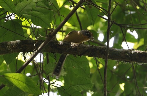 นกปีกลายตาขาว · Spectacled Barwing · Actinodura ramsayi