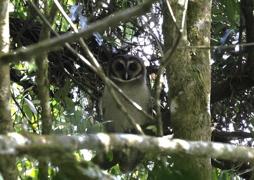 นกเค้าป่าสีน้ำตาล · Brown Wood-Owl · Strix leptogrammica