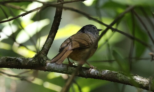 นกมุ่นรกตาแดง · Yunnan Fulvetta · Alcippe fratercula