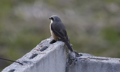 นกอีเสือหลังเทา · Grey-backed Shrike · Lanius tephronotus