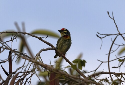 นกตีทอง · Coppersmith Barbet · Psilopogon haemacephalus