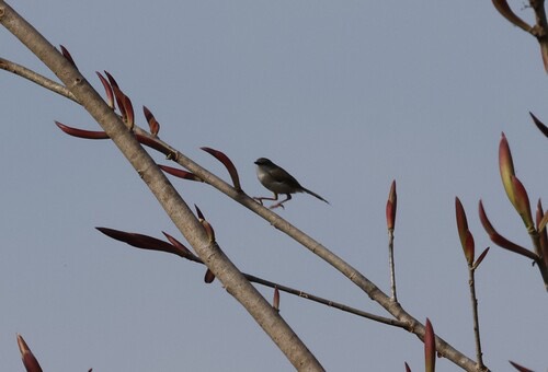 นกกระจิบหญ้าอกเทา · Gray-breasted Prinia · Prinia hodgsonii