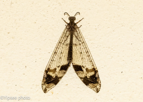 Echthromyrmex orientalis
