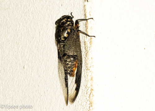 จักจั่นหัวโตโคนปีกดำธรรมดา · Batwing Cicada · Cryptotympana aquila