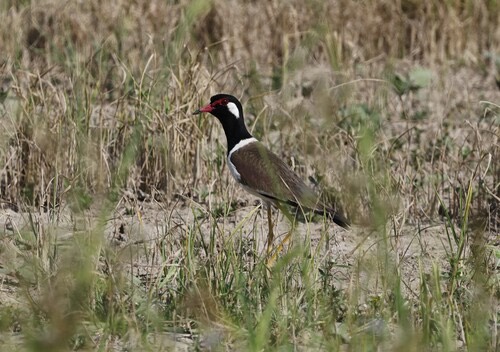 นกกระแตแต้แว้ด · Red-wattled Lapwing · Vanellus indicus