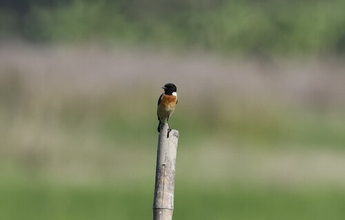นกยอดหญ้าหัวดำ · Amur Stonechat · Saxicola stejnegeri