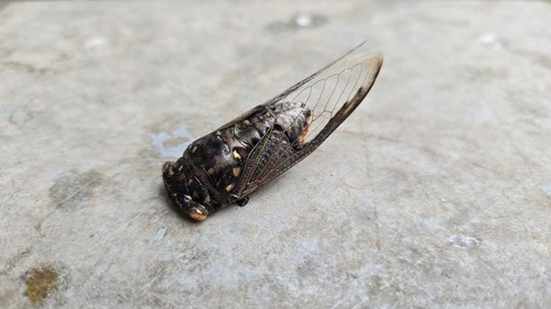 จักจั่นหัวโตโคนปีกดำธรรมดา · Batwing Cicada · Cryptotympana aquila