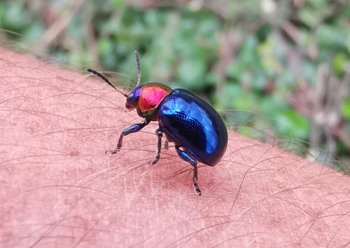 ด้วงดอกรักสีน้ำเงิน · Parheminodes pulcher