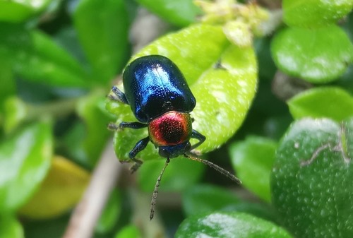 ด้วงดอกรักสีน้ำเงิน · Parheminodes pulcher