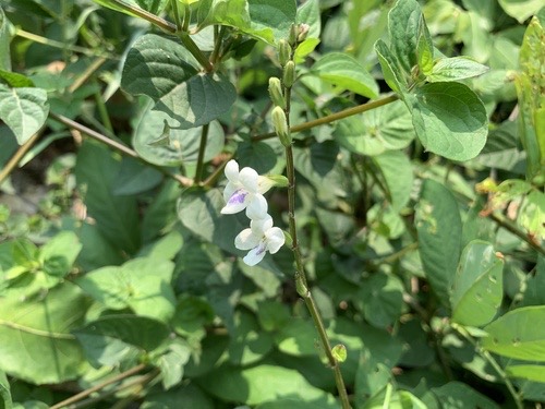 หญ้าใบพริก · African Coromandel · Asystasia intrusa