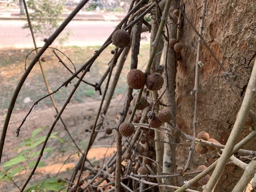 มะเดื่อปล้องหิน · drooping fig · Ficus semicordata