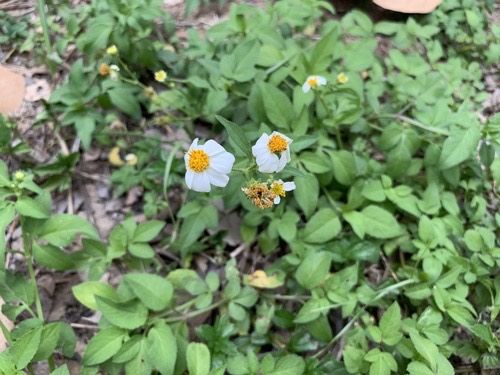 ก้นจ้ำขาวดอกใหญ่ · White beggarticks · Bidens alba