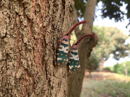 จักจั่นงวงแดง · Litchi Lantern Bug · Pyrops candelaria