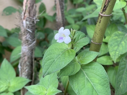 หญ้าใบพริก · African Coromandel · Asystasia intrusa