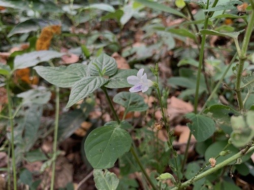 หญ้าใบพริก · African Coromandel · Asystasia intrusa