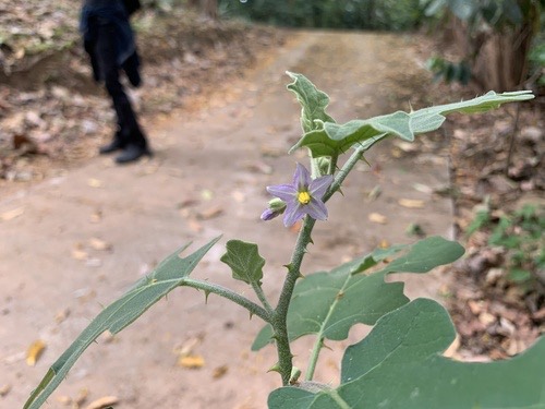 Indian Nightshade · Solanum violaceum