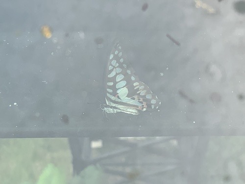 ผีเสื้อหนอนจำปีจุดแยก · Common Jay · Graphium doson