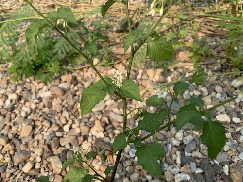 มะแว้งนกอเมริกัน · American black nightshade · Solanum americanum
