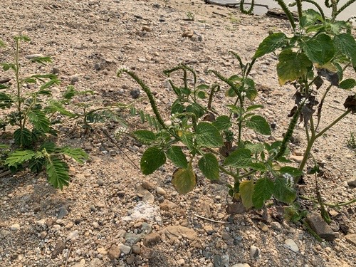 หญ้างวงช้าง · Indian Heliotrope · Heliotropium indicum