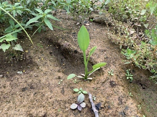 ตาลปัตรฤๅษี · Yellow velvetleaf · Limnocharis flava