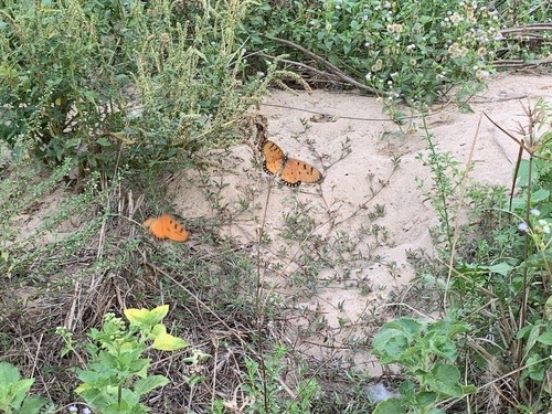 ผีเสื้อหนอนหนามกะทกรก · Tawny Coster · Acraea terpsicore