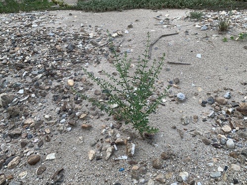 กรดน้ำ · Licorice Weed · Scoparia dulcis