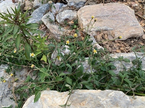 ตีนตุ๊กแก · Tridax Daisy · Tridax procumbens